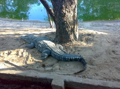 Chennai Crocodile Park