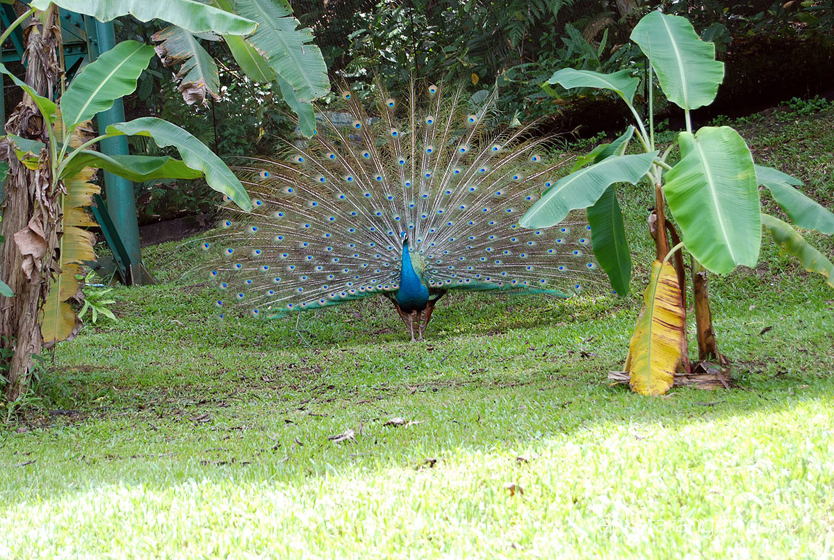A Peacock dancing - KL Bird Park