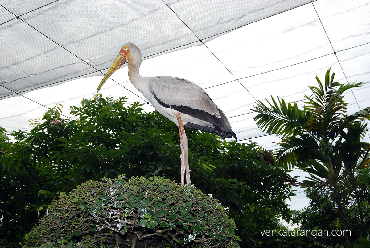 Painted Stork - KL Bird Park