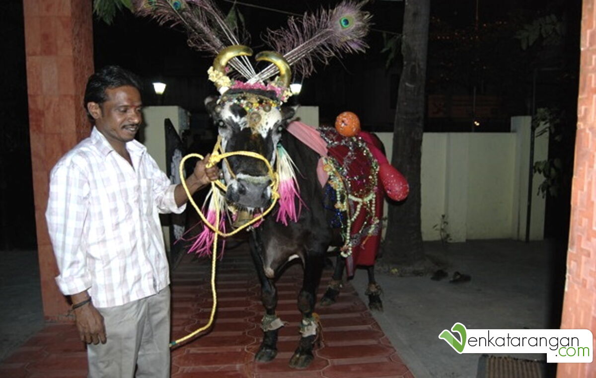 Visit of cow to our house in 2009 (2009யில் வீட்டிற்கே வந்து வாழ்த்தும் பசு மாடு)
