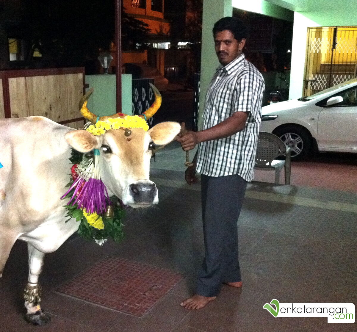 Visit of cow to our house in 2012 (2012யில் வீட்டிற்கே வந்து வாழ்த்தும் பசு மாடு)