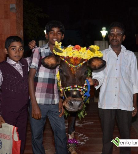 The cattle festival in Tamil Nadu – Maatu Pongal 2013