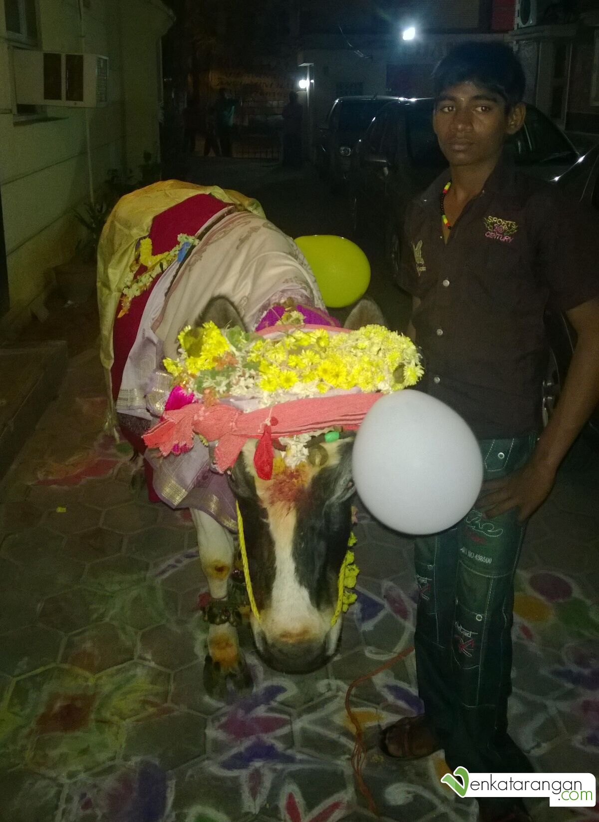 Visit of a different cow to our house in 2014 (2014யில் வேறொரு பசு மாட்டோடு அதன் காப்பாளர்)
