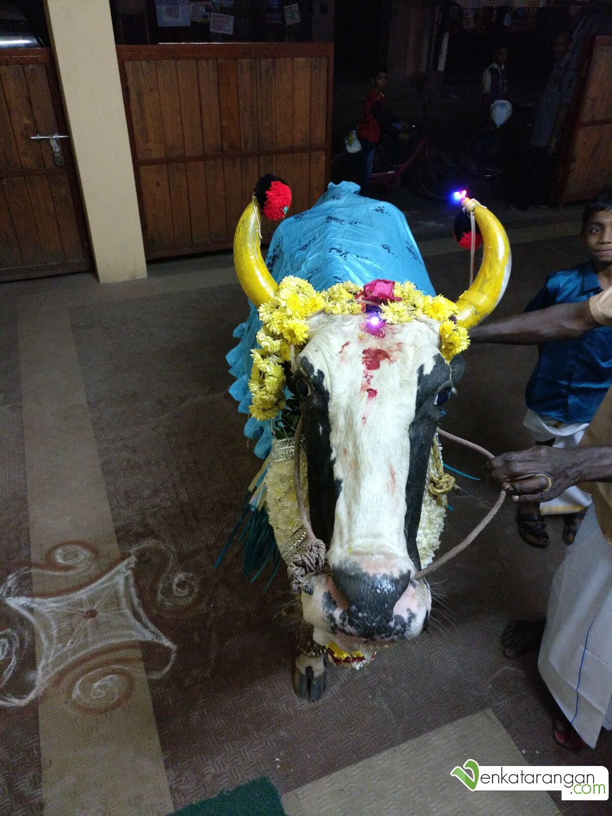 Visit of a different cow to our house in 2017 (2017யில் வேறொரு பசு மாடு, நீலநிற துணியோடு அழகாக)