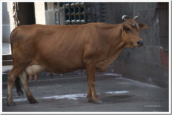 Cow in front of Kapaleeswarar Temple