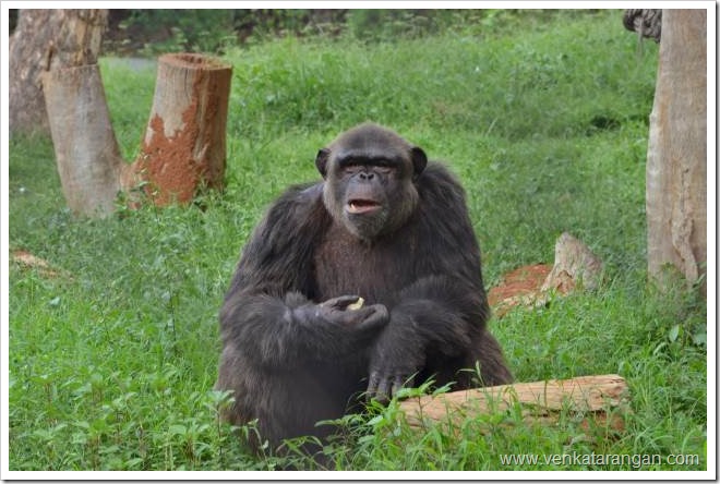 A chimpanzee in Arignar Anna Zoological Park 