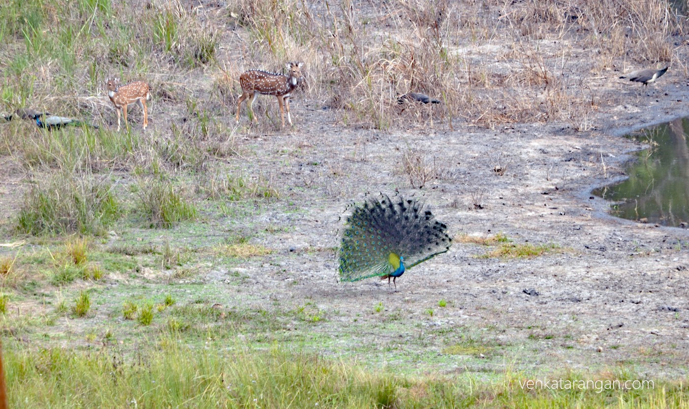 Ravishing beauty of Peacock in its natural habitat