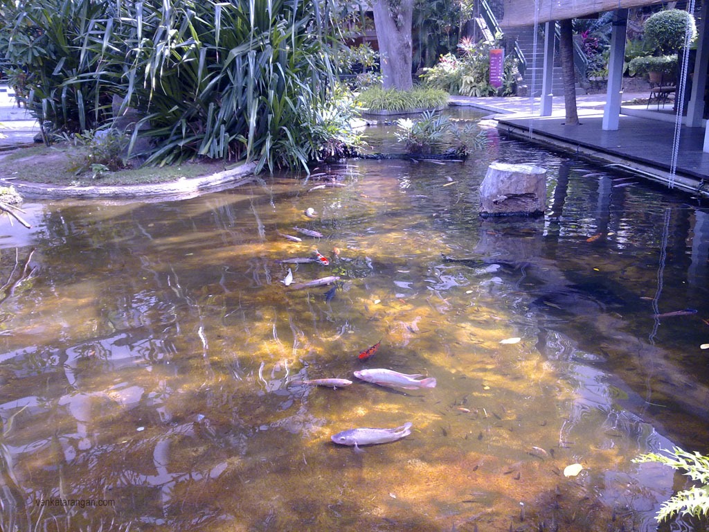 Fish pond in Hotel Cinnamon Grand, Colombo