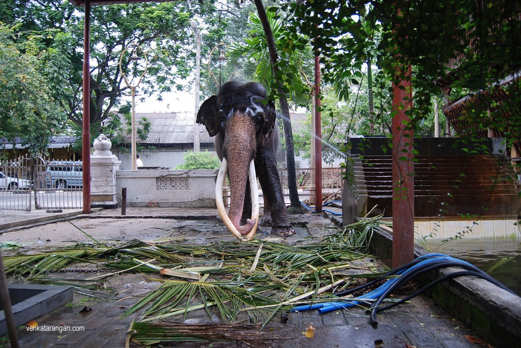 The temple elephant at the Gangaramaya Temple, Colombo - புனித கங்காராமய விஹாரை, கொழும்பு 