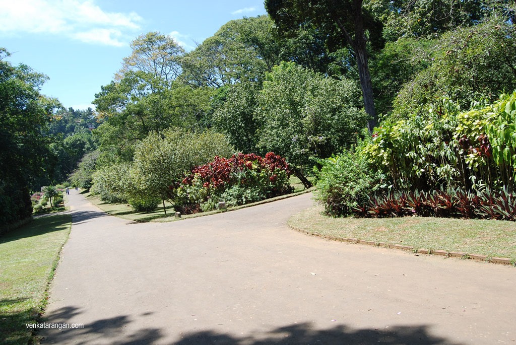 The greenery in the Royal Botanical gardens, Peradeniya.