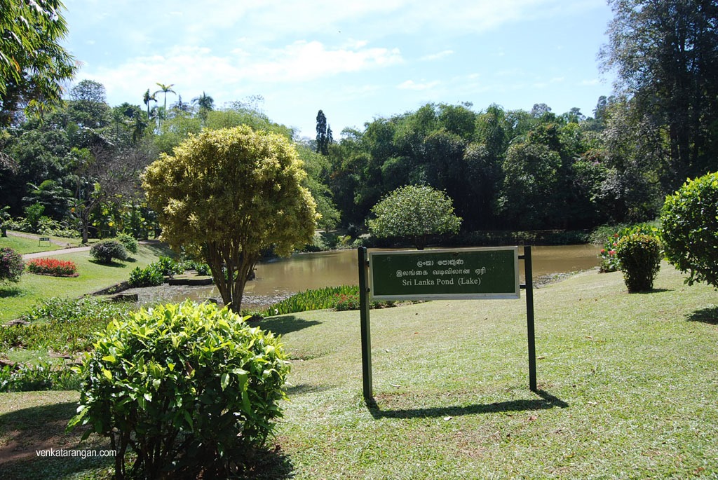 Sri Lanka Pond - Royal Botanical gardens, Peradeniya.