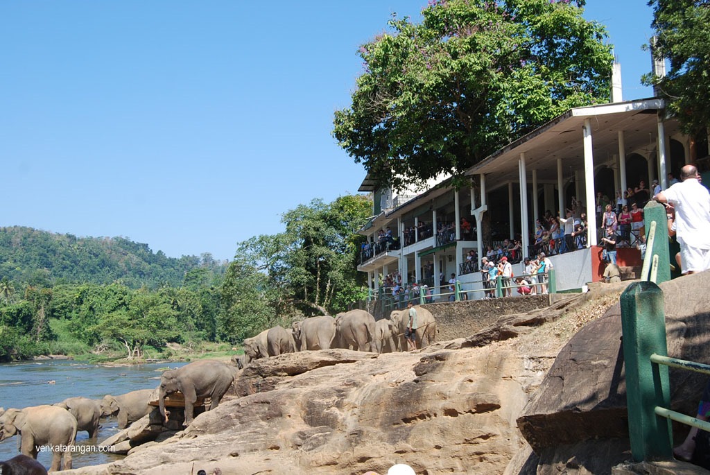 Elephants getting down to the Oya river, Pinnawala, Sri Lanka