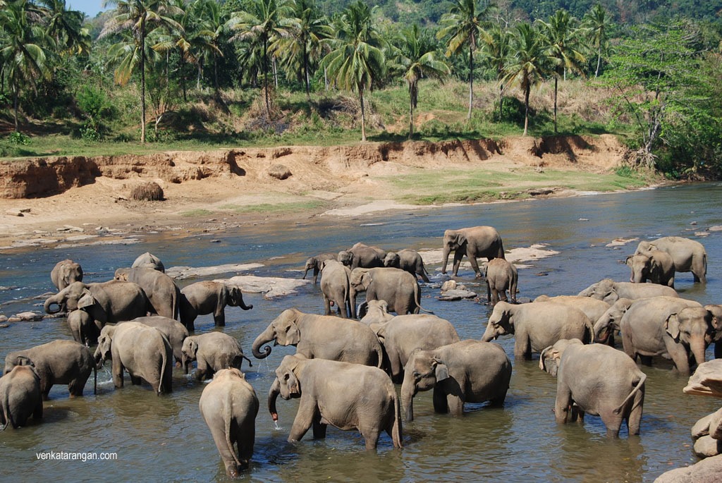 Elephant herds taking bath at Oya river, Pinnawala, Sri Lanka (ஓயா ஆற்றில் குளிக்கும் யானைக்கூட்டங்கள், பின்னவல, இலங்கை)