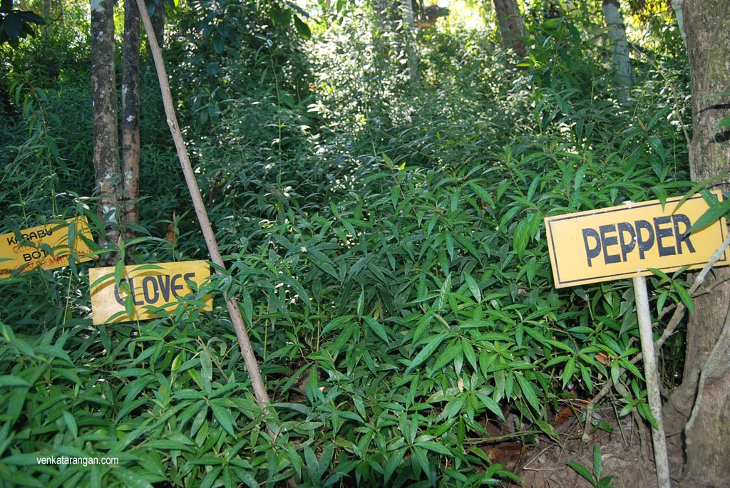 Cloves and Pepper plants (கிராம்பு, மிளகு செடிகள்)