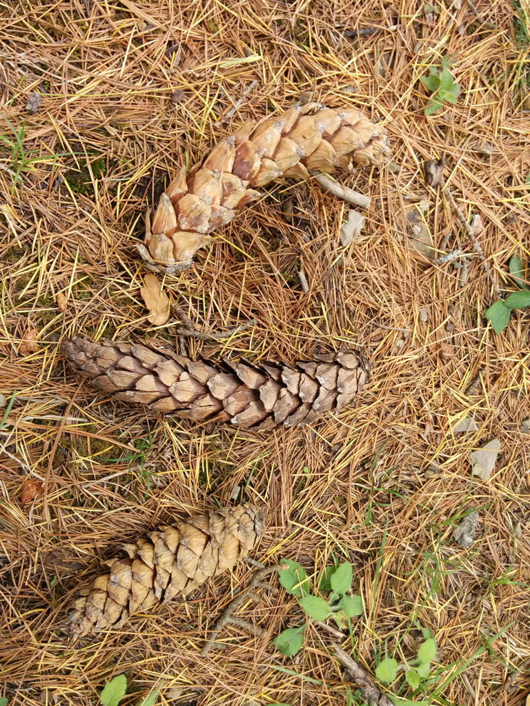 Pine cones near Shimla Reserve Forest Sanctuary