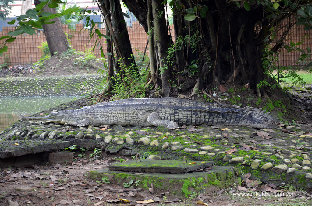 Crocodile in Kolkata Zoo