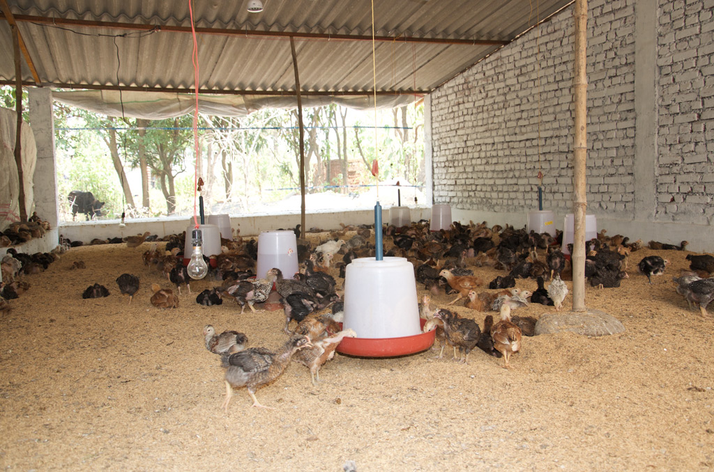 Humanly raised Chicken Farm in Choti Haldwani