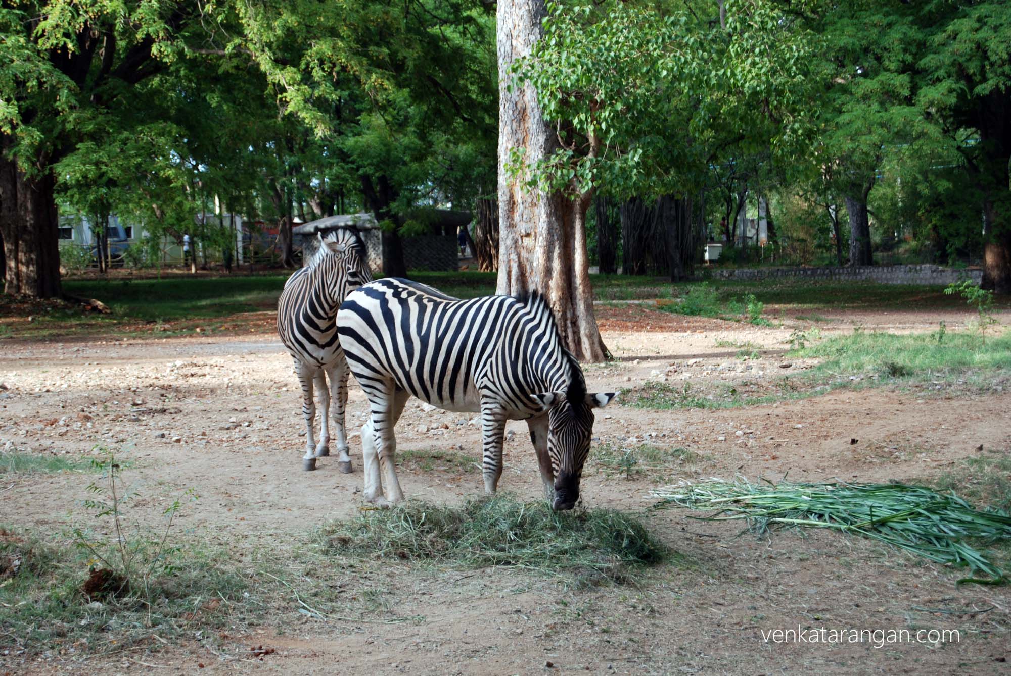 Zebras in the zoo
