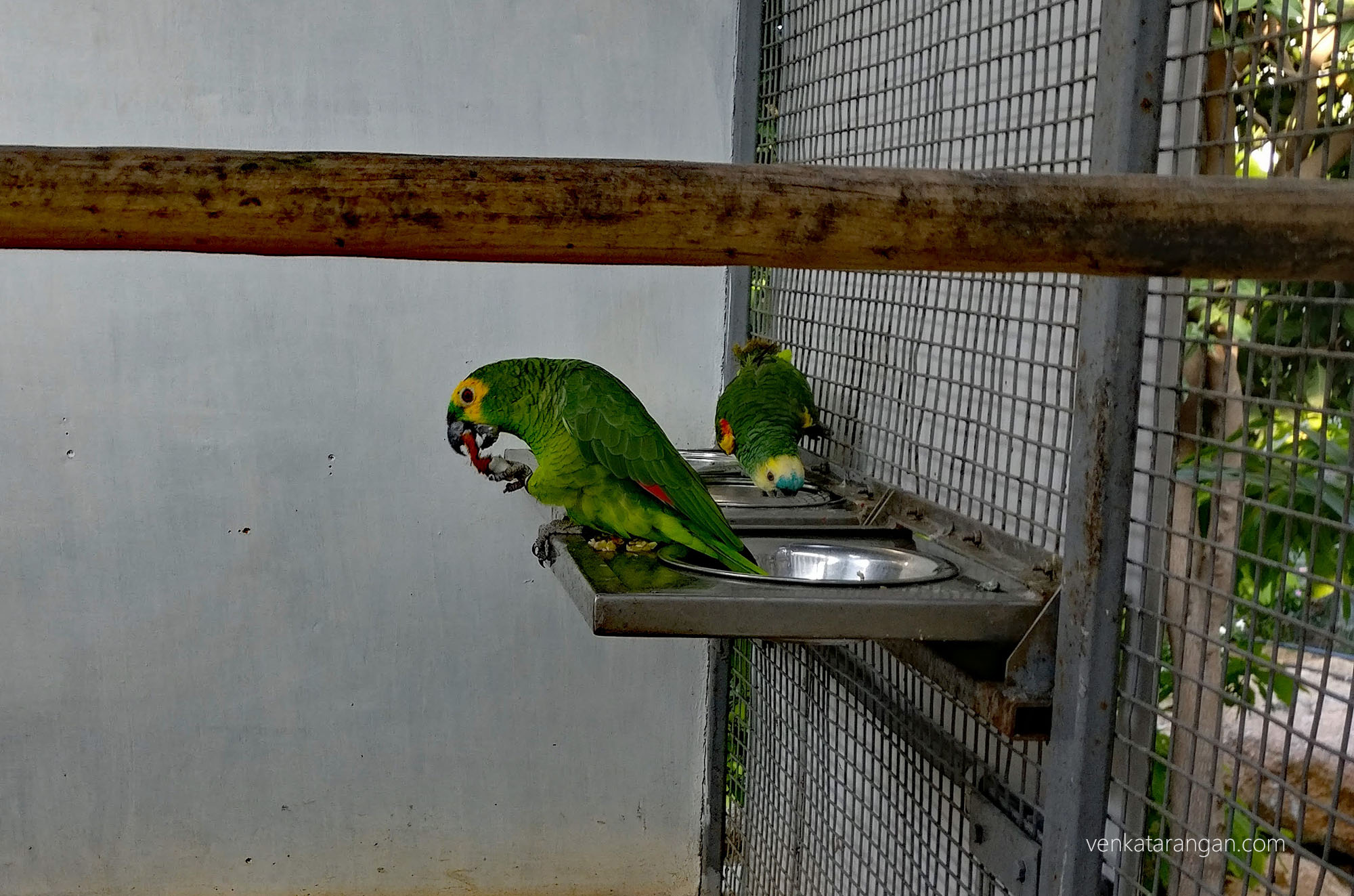 Ramoji Film city - Parrot eating coconut flesh from the shell