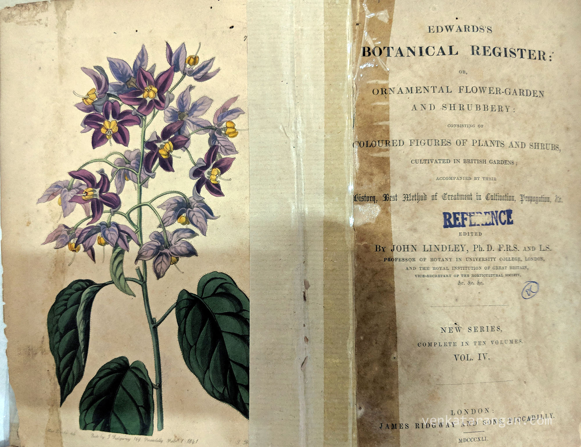 Edwards's Botanical Register - Ornamental Flower-Garden and Shrubbery consisting of Coloured Figures of Plants and Shrubs cultivated in British Gardens. By John Lindley, Published by James Ridgway and Sons, Piccadilly. 1841