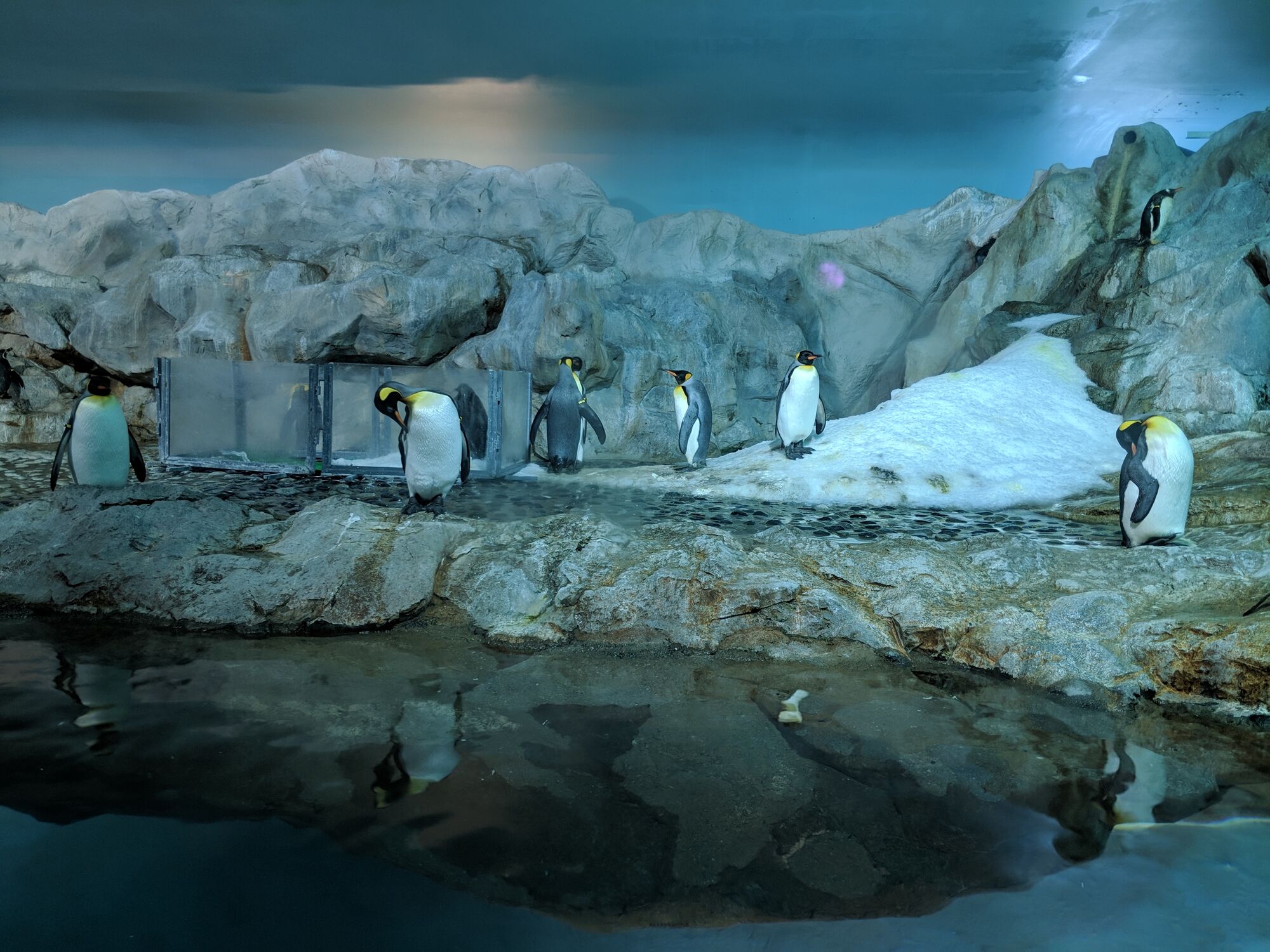 Jurong Bird Park - The Humboldt penguins 