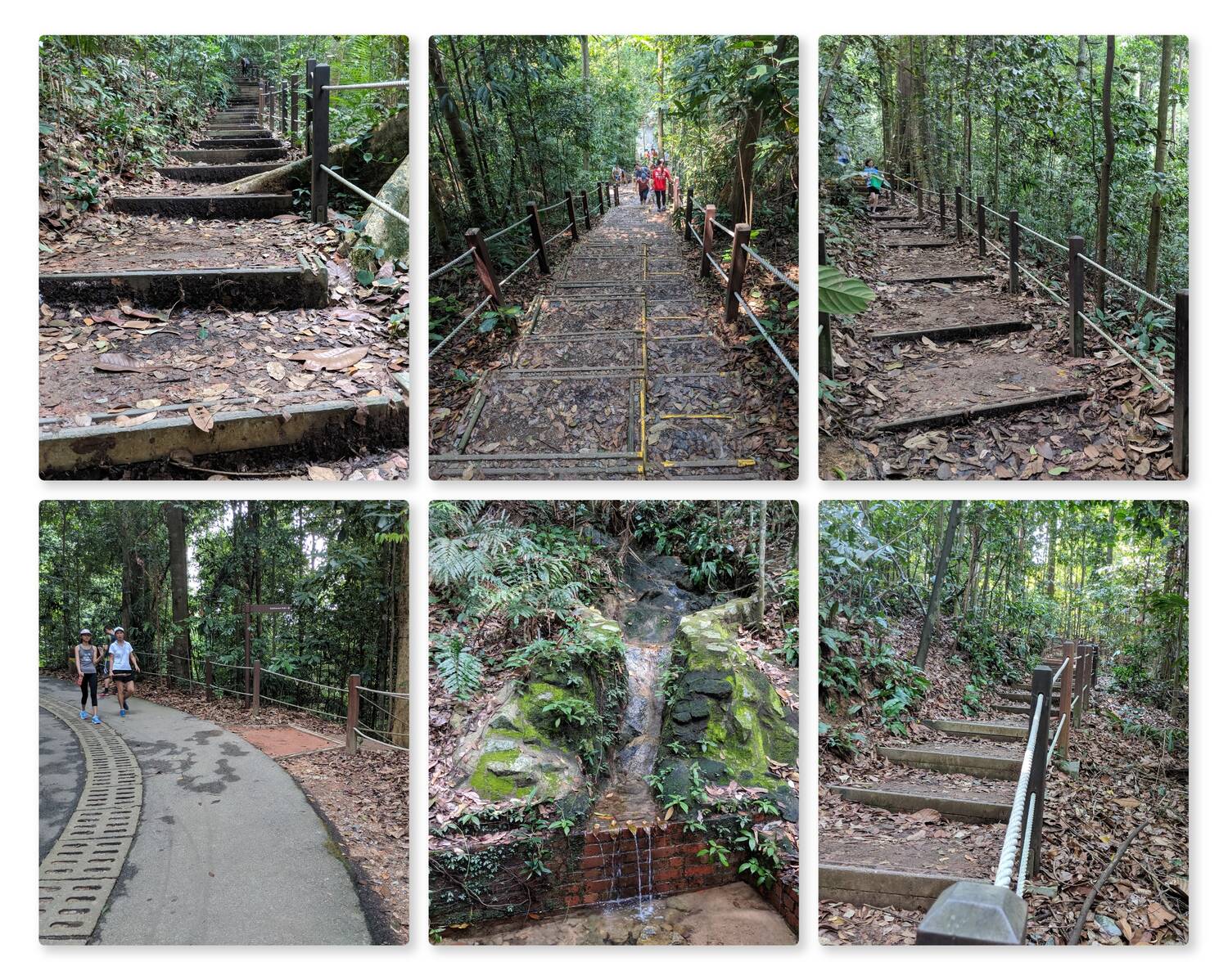 Bukit Timah Nature Reserve, Singapore