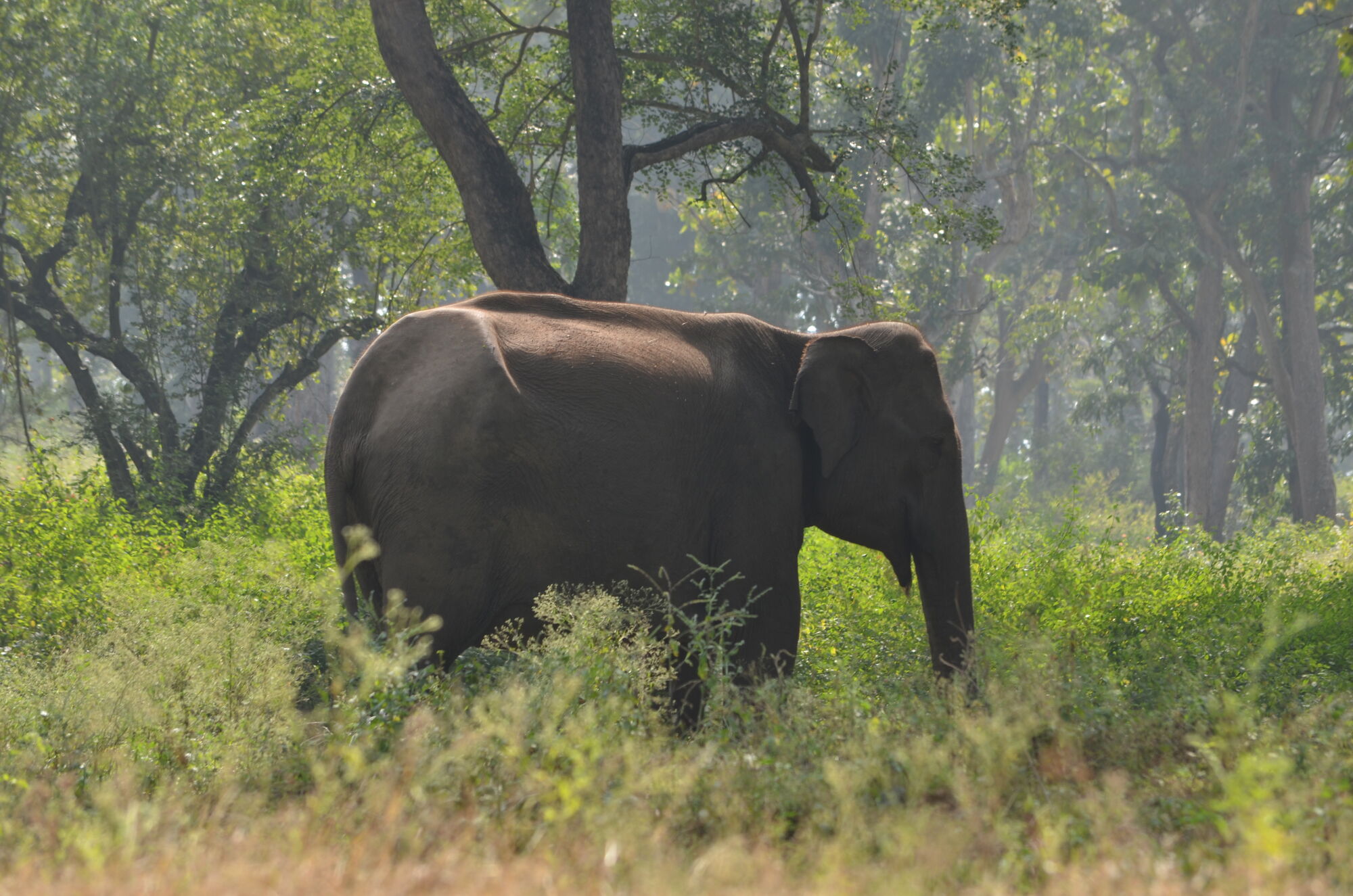 Mudumalai Forest Elephant
