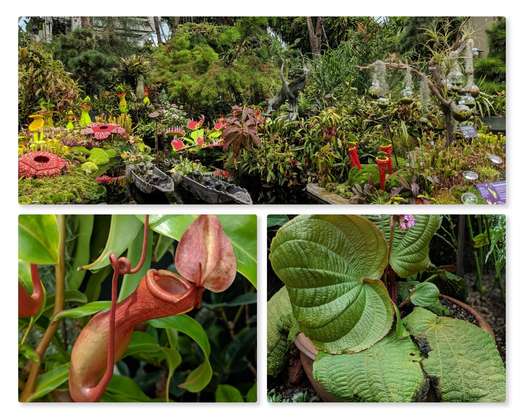 Various plant varieties on display