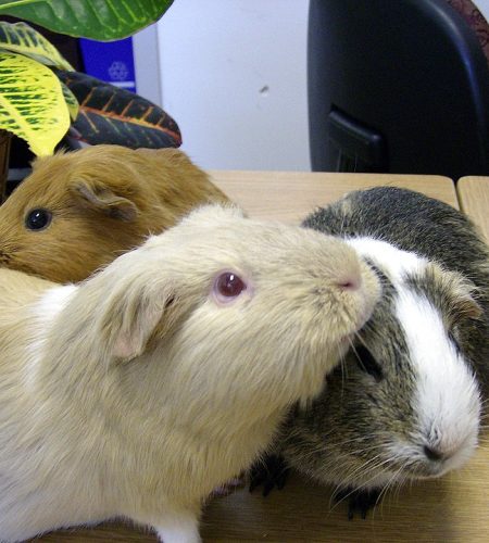 Do you know the Guinea Pigs are not Pigs?
