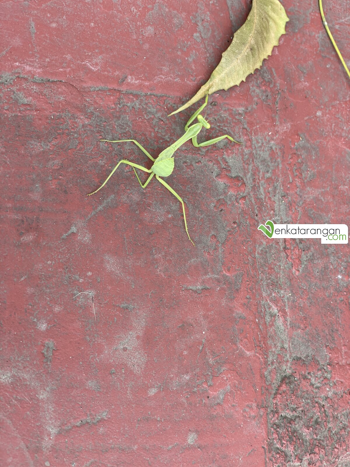 mantises protect themselves by camouflage, most species being cryptically colored to resemble foliage or other background