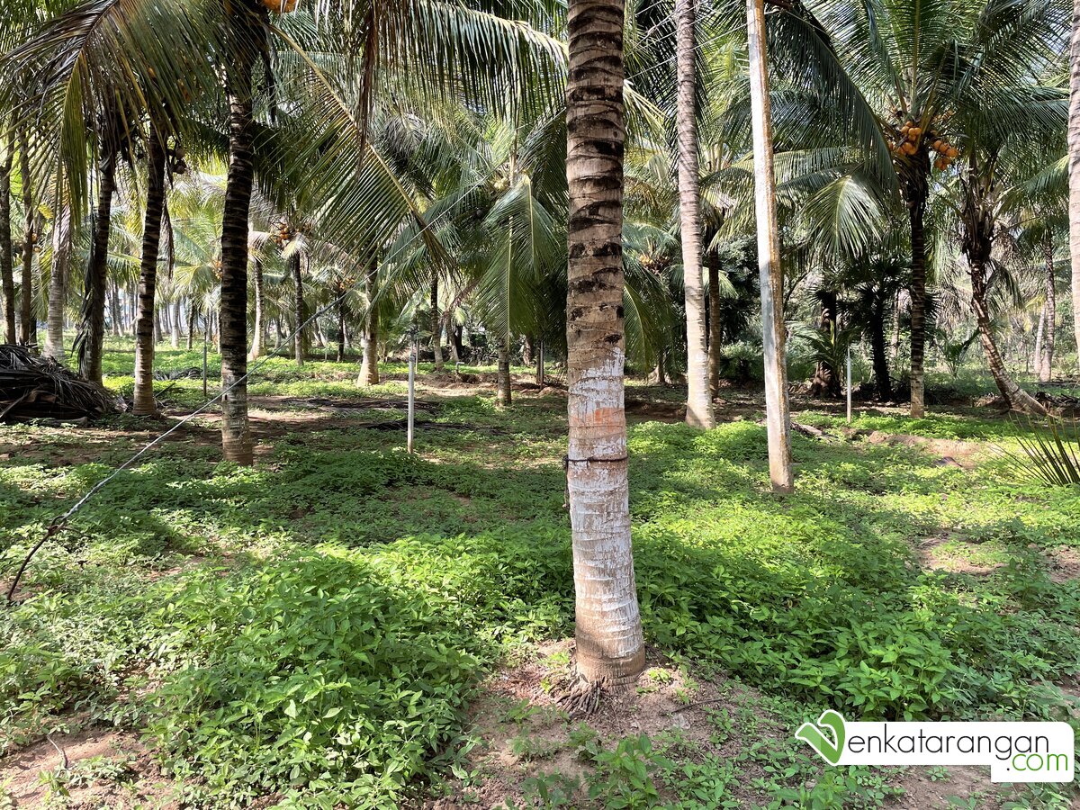 Coconut farm in Pochampalli 