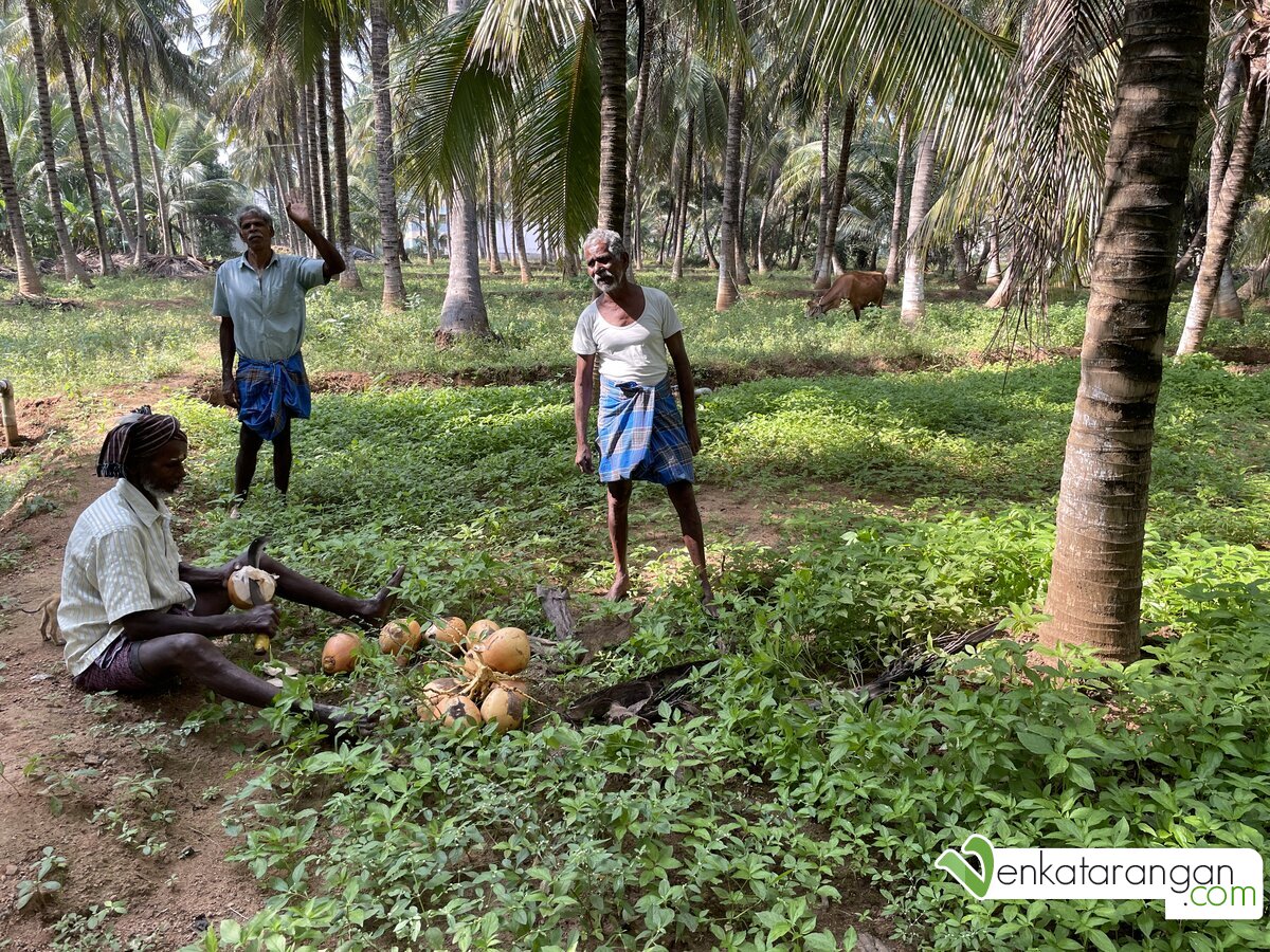 The farm labourers swiftly climbed the coconut tree with just a rope for his legs, brought down the ripe coconuts and cut it open for us to enjoy. 