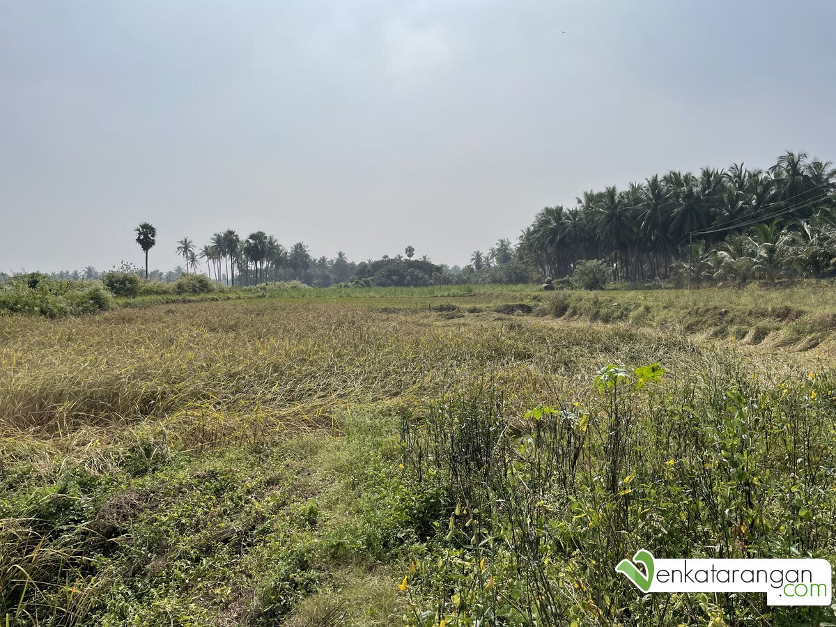Canal water fed farm growing organic paddy variety Forbidden Black Rice (கருப்பு கவுனி அரிசி)
