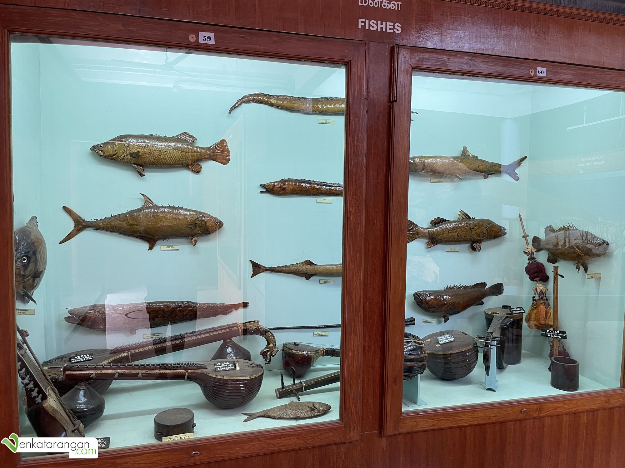 Fishes and Veena kept in the same display (மீன், வீணை) 