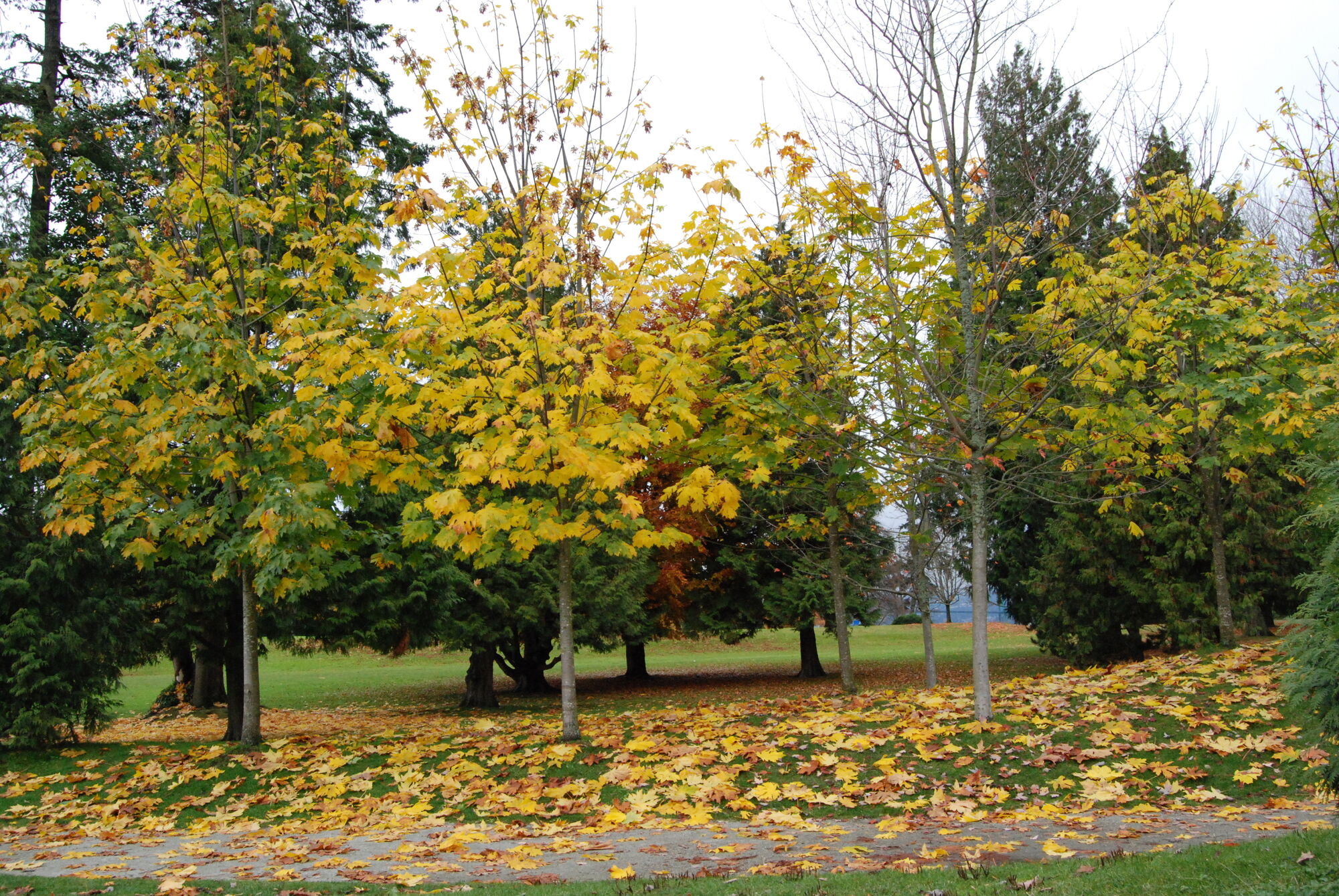 Maple Leaves, the identity of Canada