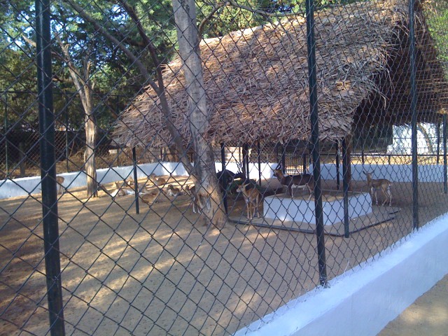 Antelopes at Guindy Children Park