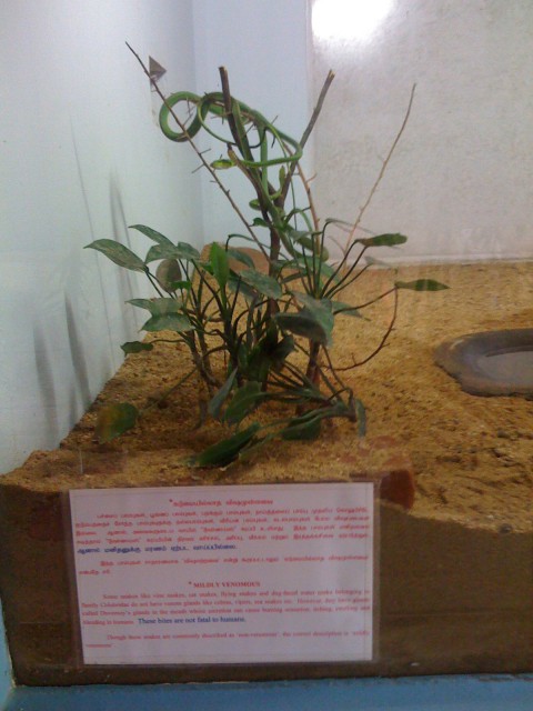 Snakes at Guindy Children Park
