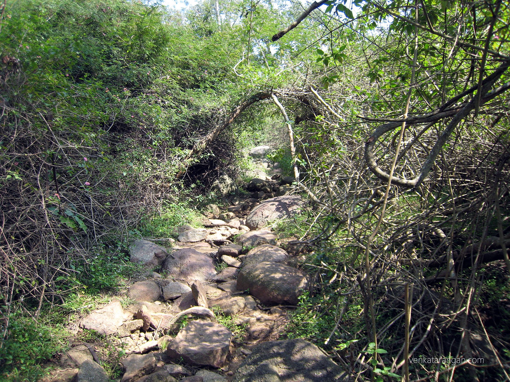 Trek path in Yelagiri
