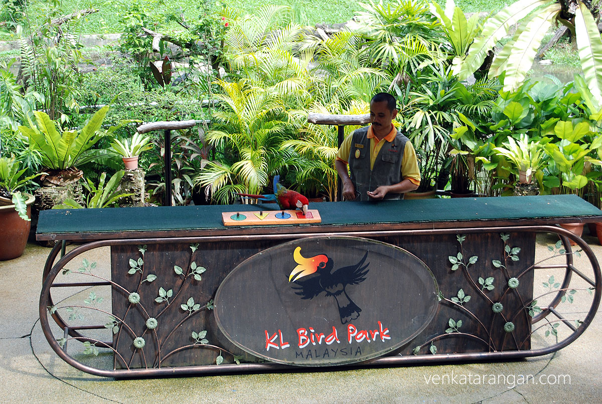 Parrot performing tricks - KL Bird Park