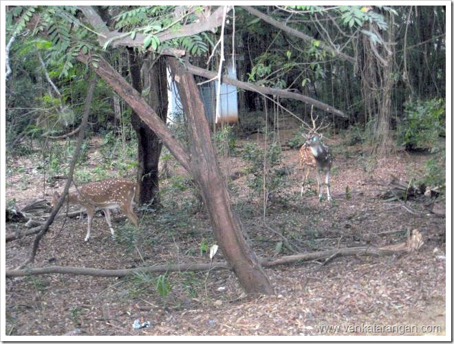 Deers-in-IIT-Madras-Campus