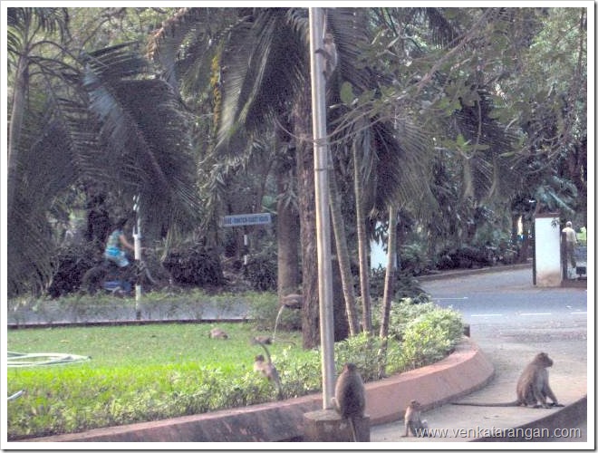 Monkeys-in-IIT-Madras-Campus