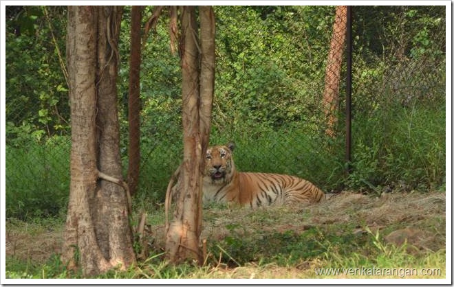 Vandaloor-Zoo-Sep2012-4 A tiger in Arignar Anna Zoological Park