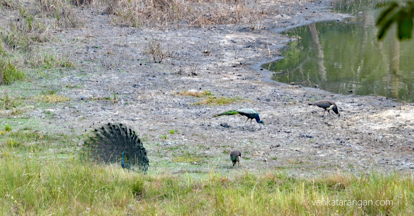 Peacock dance in its splendid form