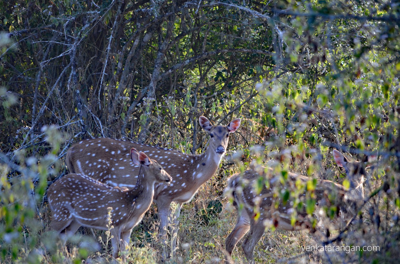 Look, who came to see us next day morning - Deers
