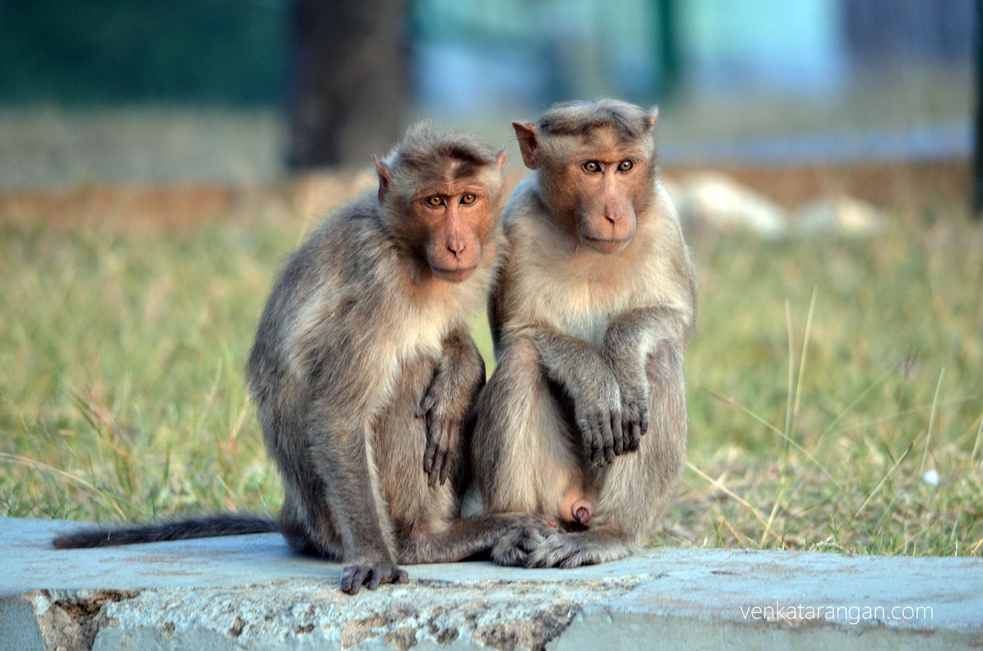 Monkeys, wondering what we humans are queueing for, in front of the tourist centre