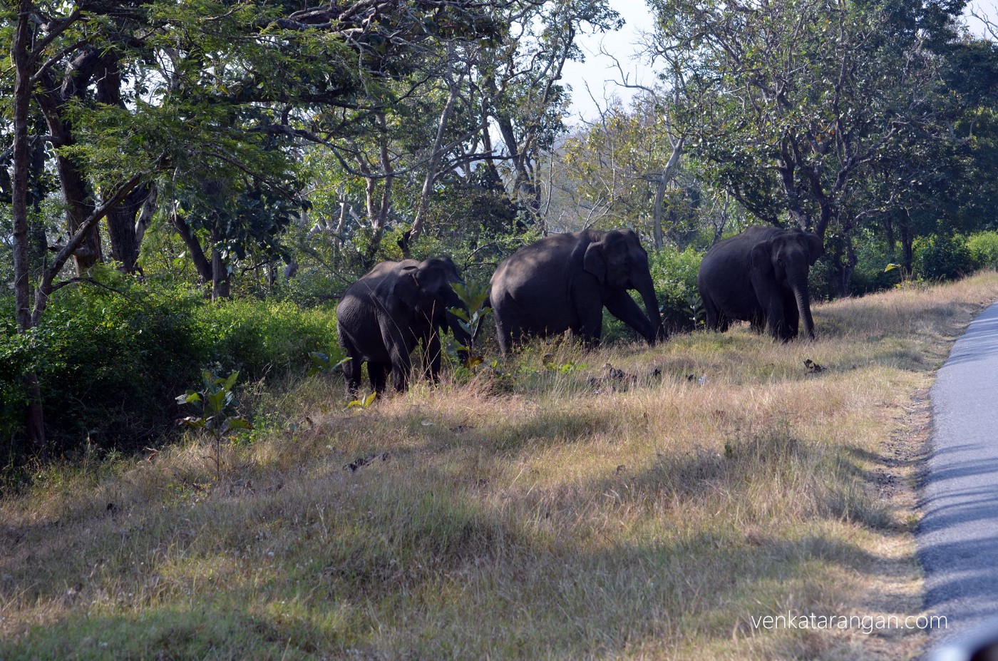 When driving in the forest, our host parked at safe distance whenever she saw a herd of elephants - our of respect for their habitat and safety