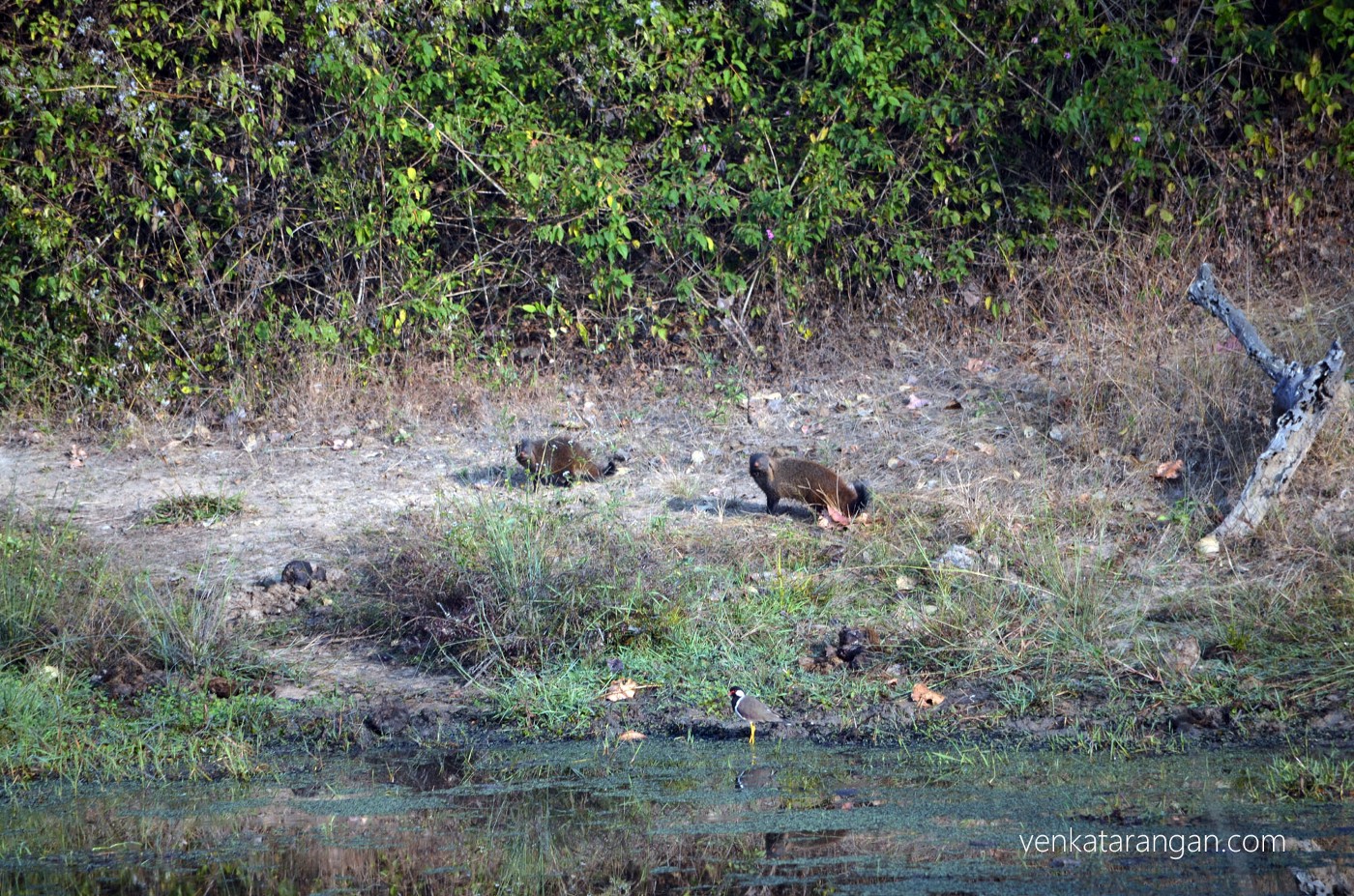 Wild mongoose (in the centre)