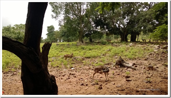 A deer park along the route down hill from Tirumala, a favourite with travellers
