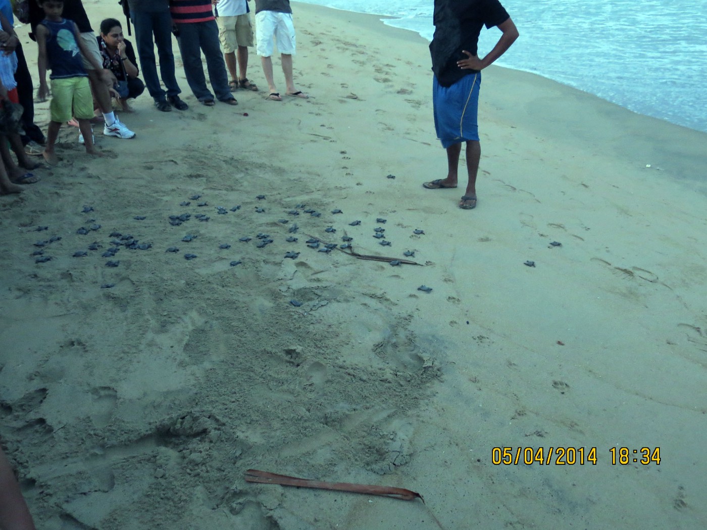 Turtle hatchlings being released near the water line