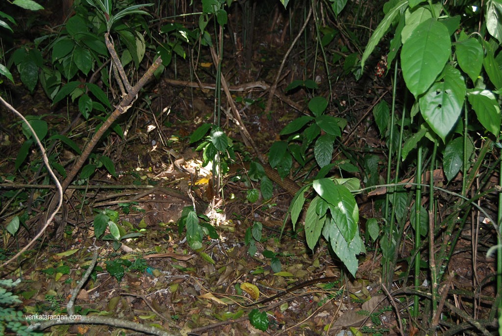 In the centre you can spot the snake - Royal Botanical gardens, Peradeniya.